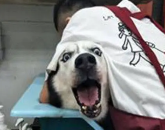 主人骗哈士奇出去玩，结果发现是去洗澡，崩溃了