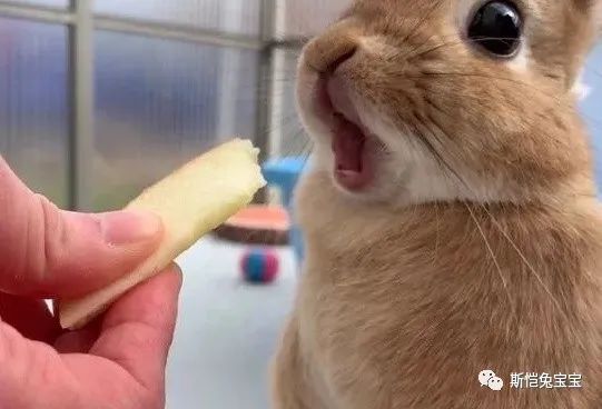 主人!我们是不是有个大大大误会?(图22) 主人!我们是不是有个大大大误会?(图22)
