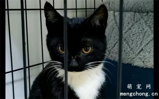 乌云盖雪猫是猫中极品吗