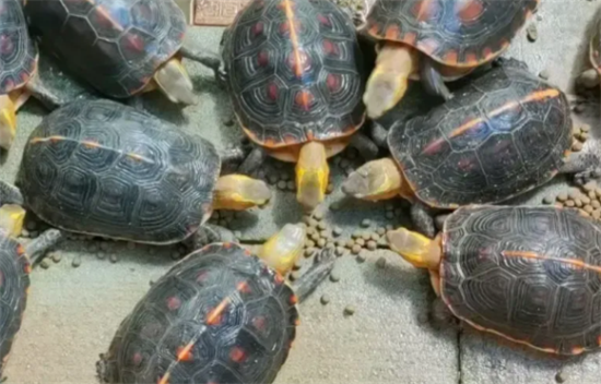 乌龟出眠后，我们要注意些什么？