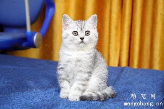 买猫不被骗的不二法则：宠物猫买卖这样才靠谱