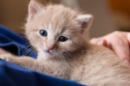 二个月小猫洗澡会死吗?详解幼猫洗澡的正确做法与注意事项