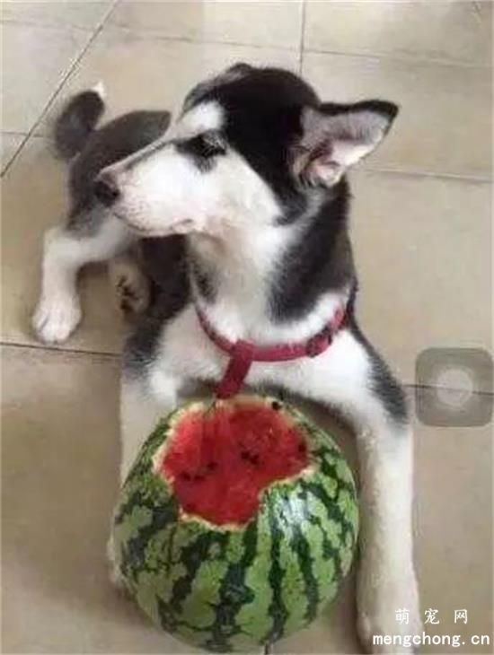 二哈趁主人不在，居然把西瓜偷吃了，关键丫的还吐一地籽！