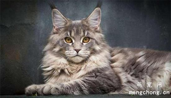 缅因猫