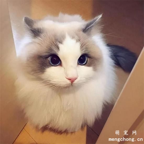 布偶猫