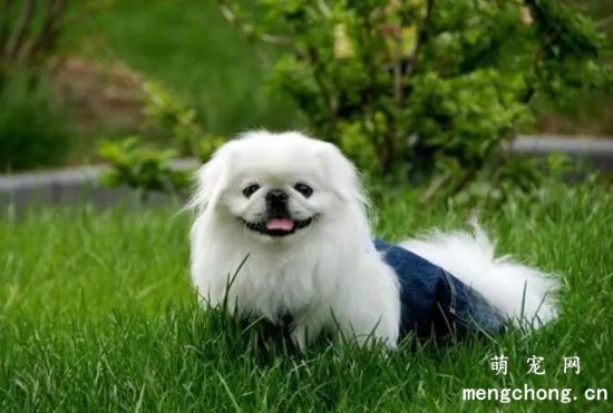 为什么狗鼻子是黑色的