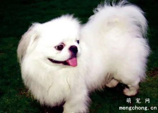 京巴犬换毛时期注意事项