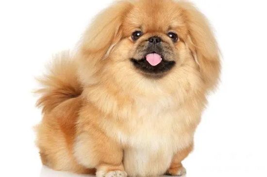 京巴犬有必要做绝育手术吗？