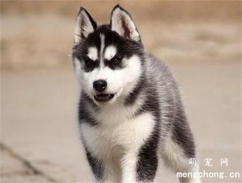 什么叫犬的嫉妒心理和争功、邀功心理？
