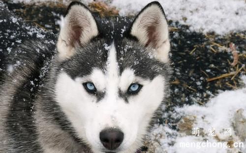 什么叫犬的怀旧依恋心理？