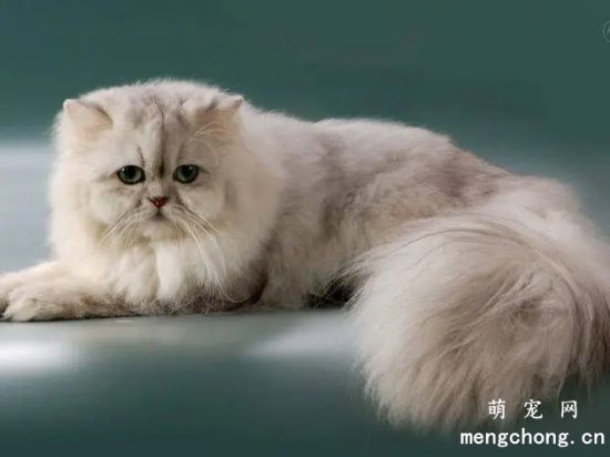 什么品种的猫最友善呢？
