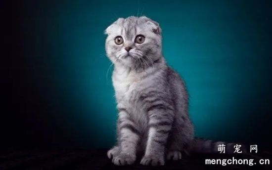 什么品种的猫最友善呢？