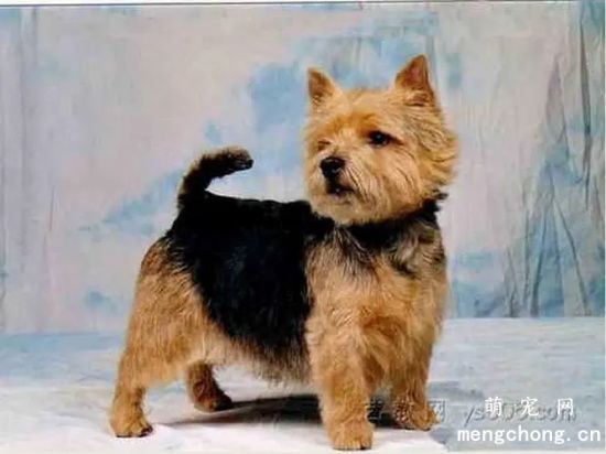 什么是伯德梗犬？