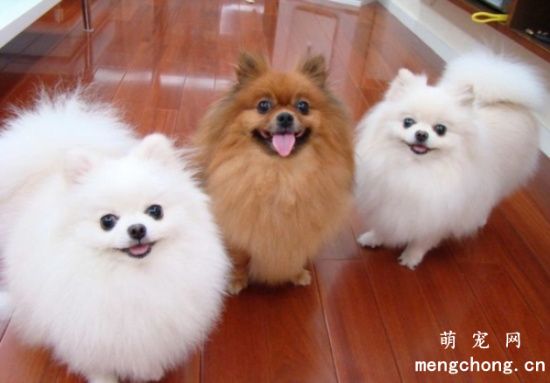 什么是博美犬?