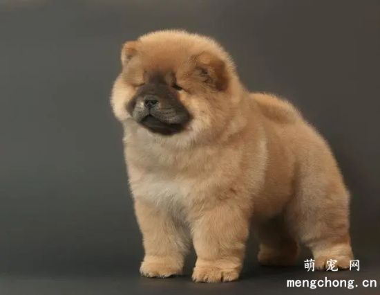 什么是松狮犬?