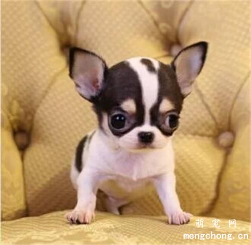 什么是犬气管塌陷？如何治疗