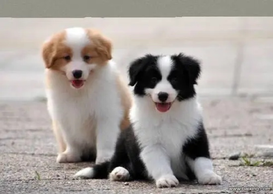 什么是犬蛔虫病