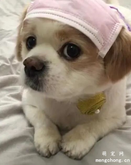 什么是狗狗应激综合症？狗狗应急综合征怎么办？
