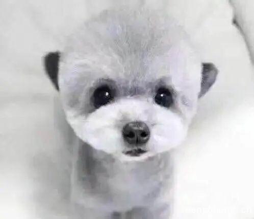 什么颜色的泰迪好看？