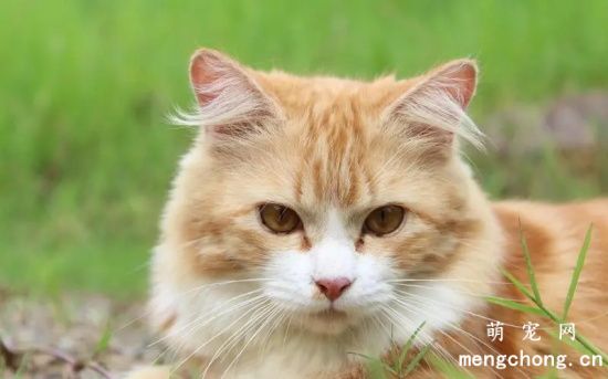 从猫咪眼部症状可以看出哪些全身性疾病?