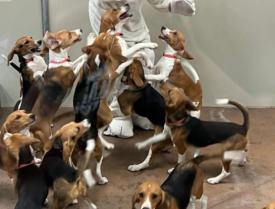 从自由的小猎犬，到被困的实验犬，命运如何？