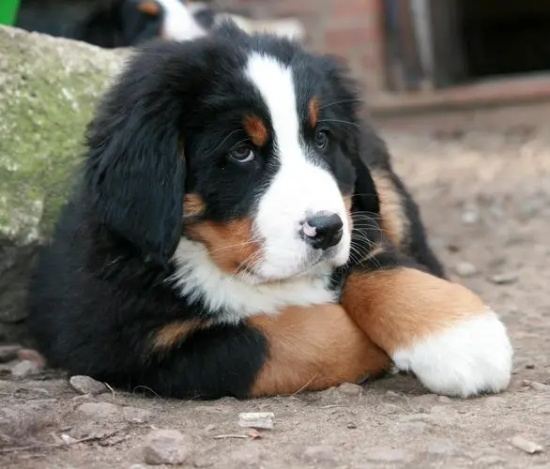 伯恩山犬的饲养要点有哪些
