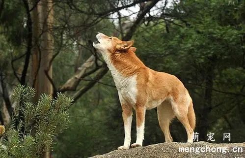 你家的狗狗为什么一到晚上就狂吠不止?