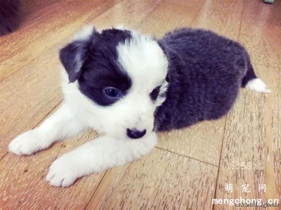 你家的边境牧羊犬会乱咬东西吗?