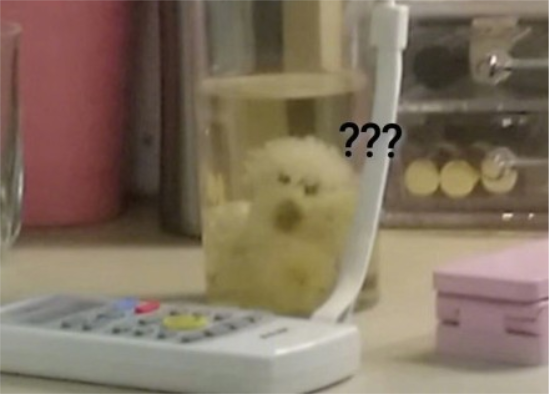 你有没有听说过茶杯犬？这个茶杯犬有点特殊啊