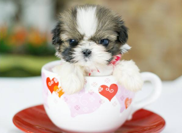 你有没有听说过茶杯犬？这个茶杯犬有点特殊啊