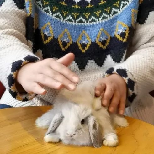你还是在抱兔兔时被踹吗?教你一招方法解决抱兔兔难问题(图2) 你还是在抱兔兔时被踹吗?教你一招方法解决抱兔兔难问题(图2)
