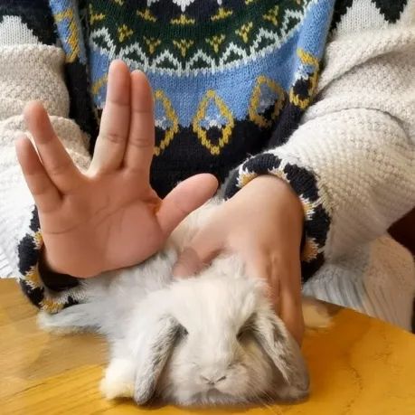 你还是在抱兔兔时被踹吗?教你一招方法解决抱兔兔难问题(图3) 你还是在抱兔兔时被踹吗?教你一招方法解决抱兔兔难问题(图3)