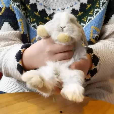 你还是在抱兔兔时被踹吗?教你一招方法解决抱兔兔难问题(图4) 你还是在抱兔兔时被踹吗?教你一招方法解决抱兔兔难问题(图4)