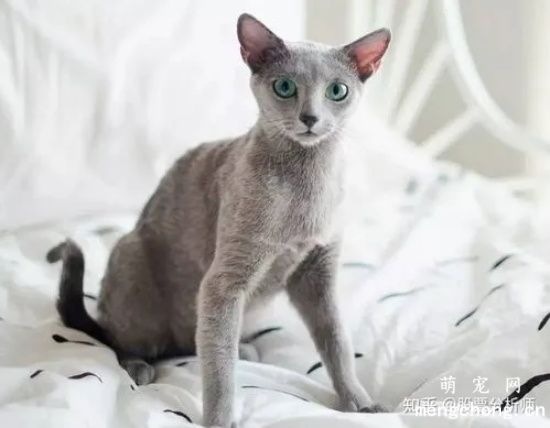 俄罗斯蓝猫和英国蓝猫的区别