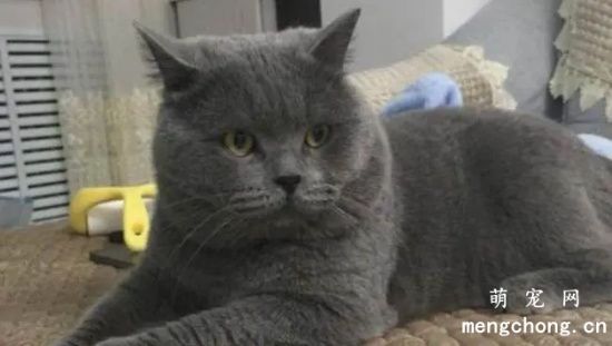 俄罗斯蓝猫和英国蓝猫的区别