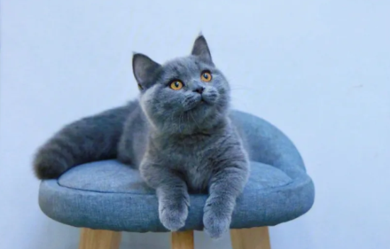 俄罗斯蓝猫怎么洗澡?