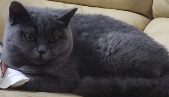 俄罗斯蓝猫繁殖要注意哪些问题?