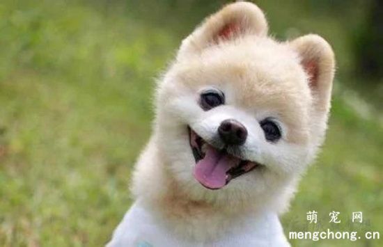 俊介犬和博美的区别