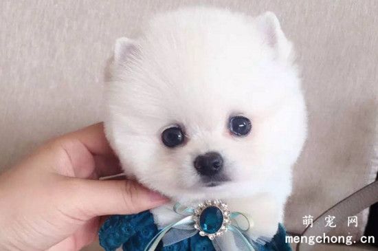 俊介犬和博美的区别