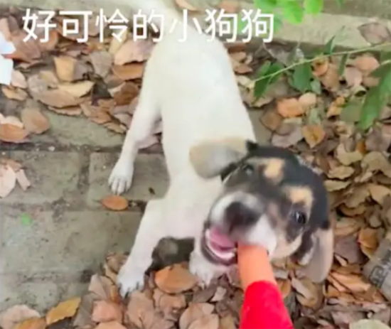 停车时遇到只小母狗，见到火腿肠尾巴摇的像螺旋桨