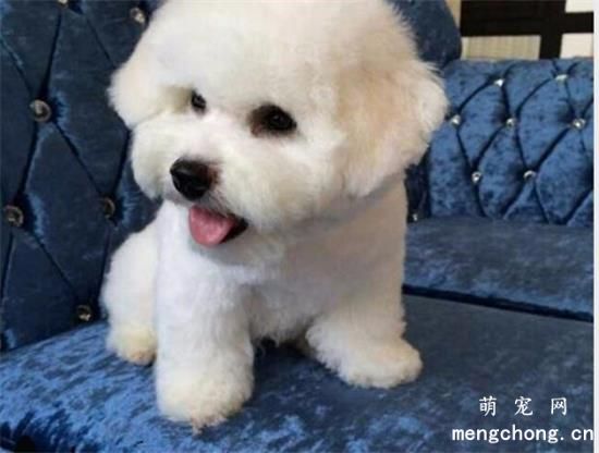 健康狗狗检验的十条标准