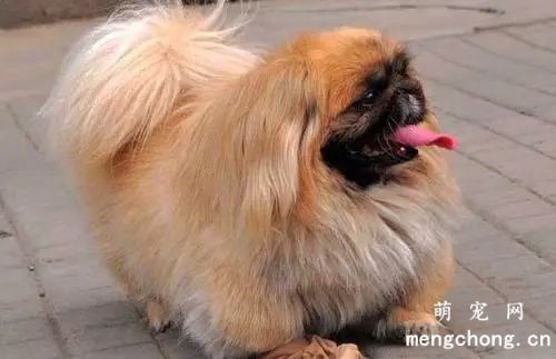 像狮子一样的狗是什么品种？