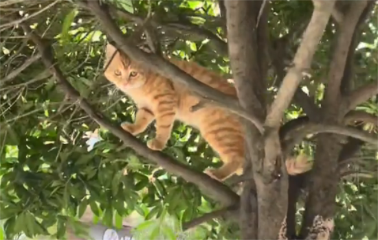 先别管猫了快去救车厘子！网友表示：真是给我整笑了