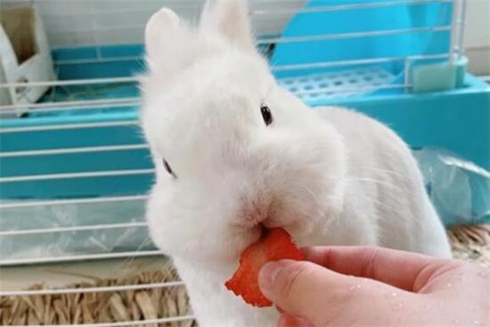  兔子一天不拉屎但正常吃