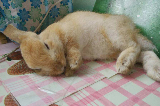 兔子会不会撑死
