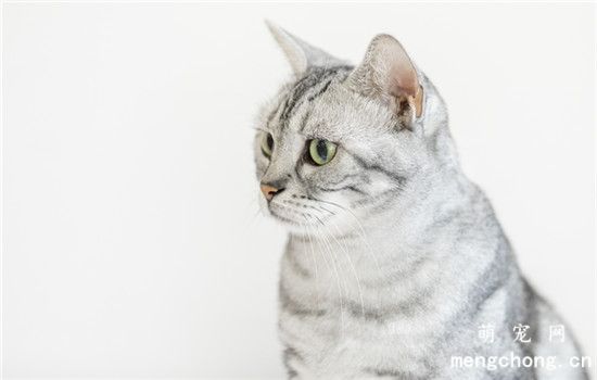 入春回暖，小心皮肤问题—猫癣！
