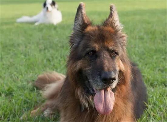 全球十大名犬璀璨榜单，领略犬界精英的风采与魅力