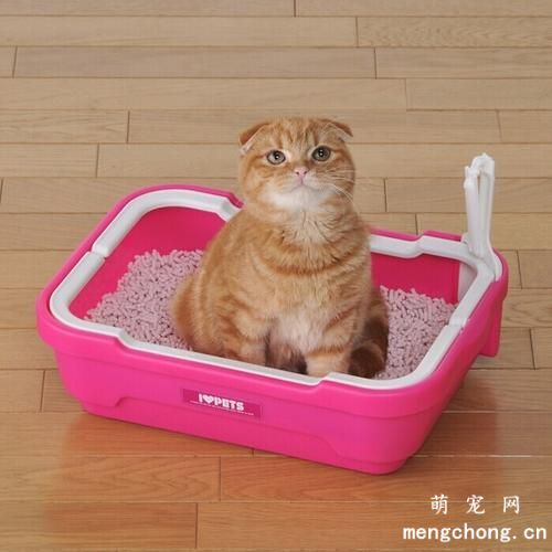 公猫绝育后性格会变化吗？