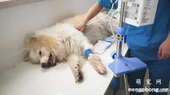六种狗狗急救方法