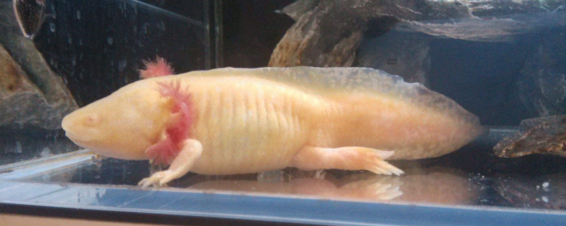 六角恐龙吃火腿肠吗，难以消化最好别喂
